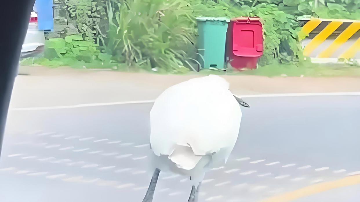 白鹭搭车，车主喜提迈巴“鹤”车标