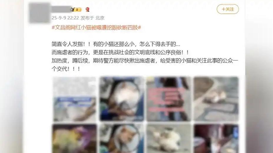 贵阳“挖眼虐猫”事件系AI编造