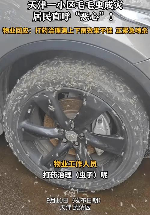 天津一小区毛毛虫成灾居民直呼恶心