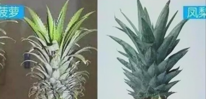 菠萝和凤梨的区别,六个方面教你如何区分