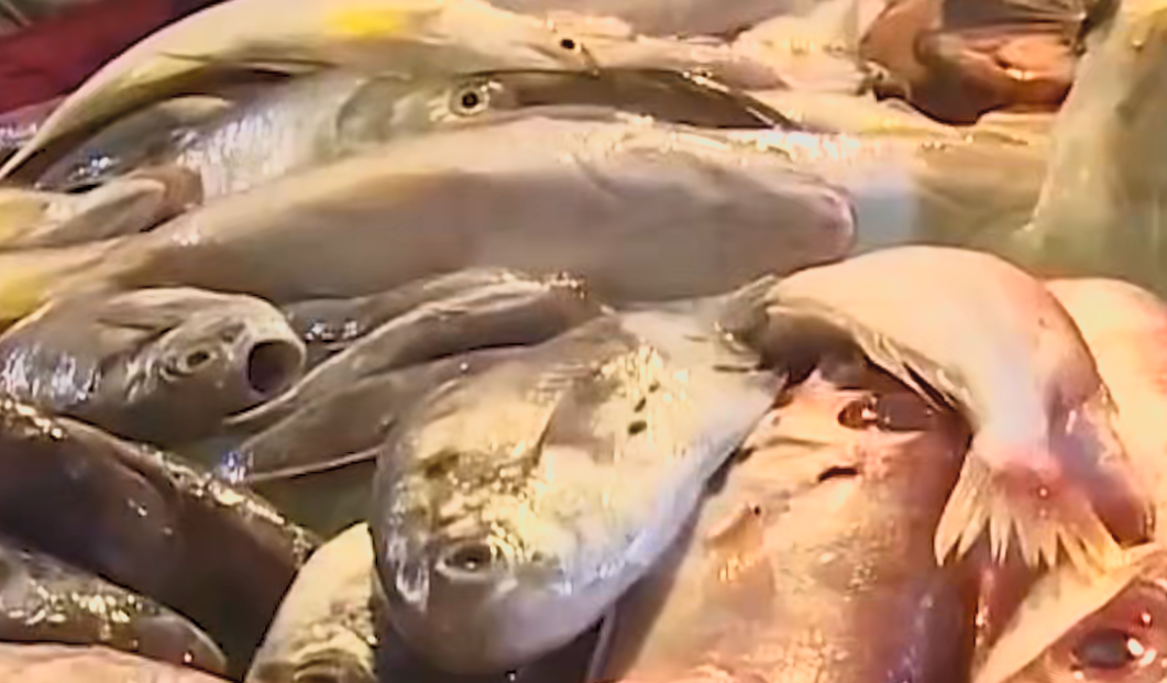 台湾查出日本秋刀鱼致癌物超标40倍，令人担忧