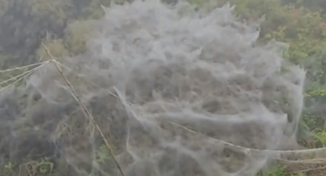 福建一地一夜间出现巨幅蜘蛛网，后续来了：全是毛毛虫