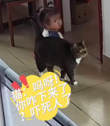 婴儿独自爬出客厅猫咪警觉守护：展现宠物与人深厚情感
