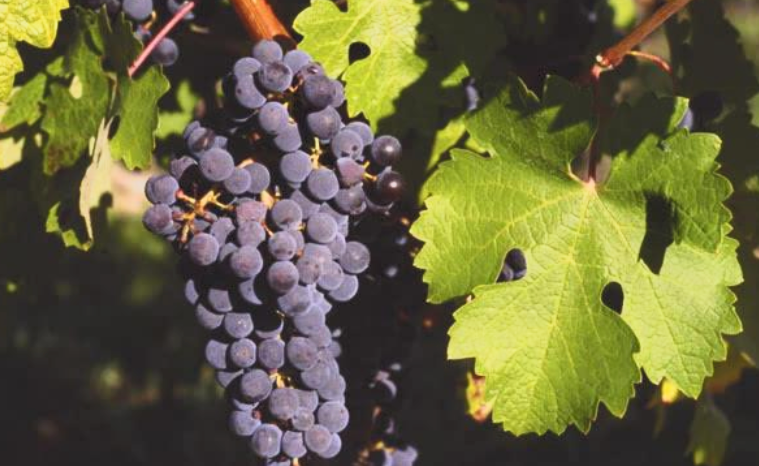 葡萄和提子的区别 葡萄和酿葡萄酒的葡萄区别