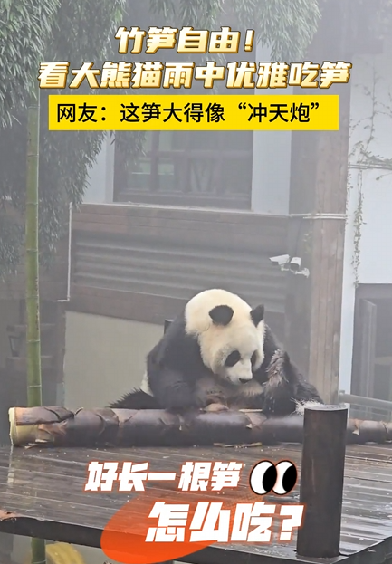 大熊猫吃笋整出了扛炮筒的架势，网友纷纷调侃