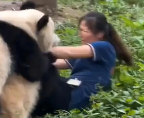 大熊猫扑倒保育员 动物园报平安 无人受伤