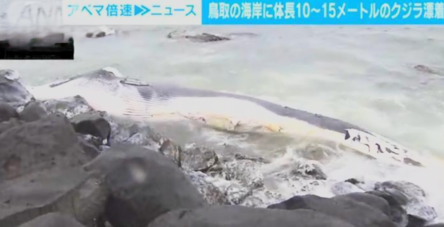 日本海岸现超10米长鲸鱼尸体 已腐烂严重
