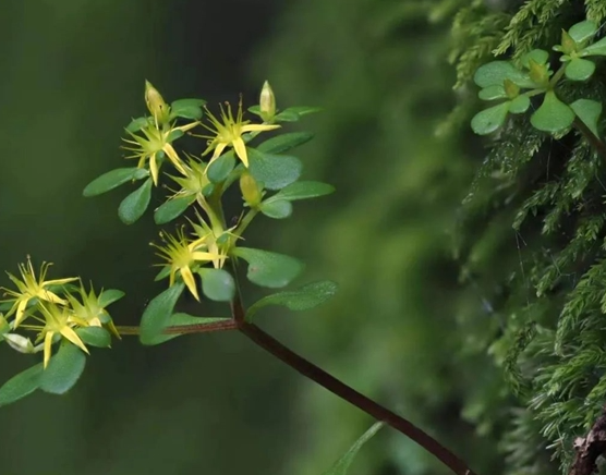浙江江山发现新物种须女景天：3月发芽、5月开花、7月枯萎