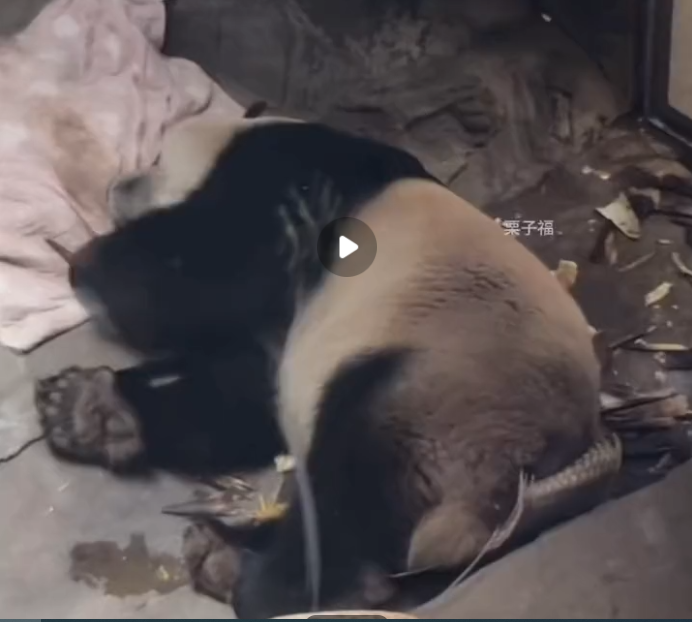 “大熊猫是中国特有物种的铁证”上热搜：睡觉自己会盖被子