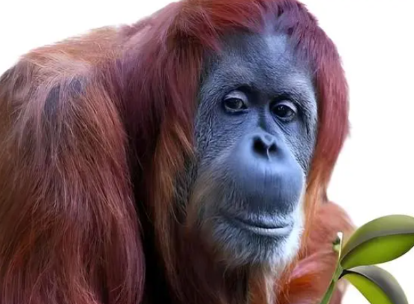 太聪明了 红毛猩猩惊艳自然疗法：首次发现用药草处理伤口