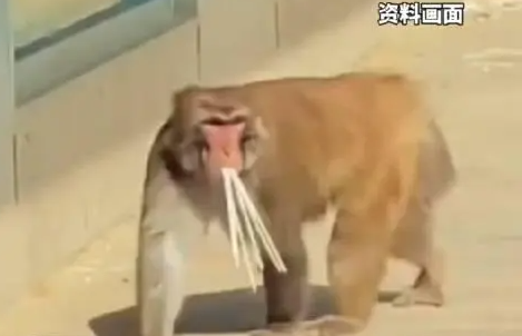 天津一动物园猴山遭游客投喂挂面，管理员喊话劝阻