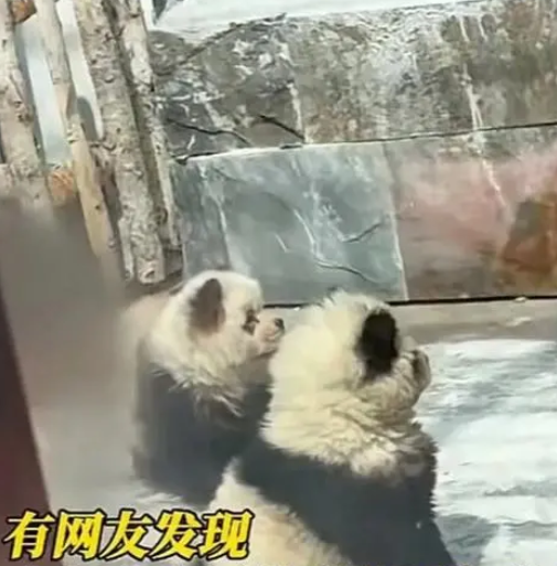 泰州动物园染色松狮犬变身熊猫狗被围观，网友笑不活了