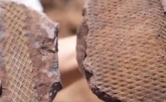 撞脸巧克力脆筒 3.1亿年前鳞木类化石长这样