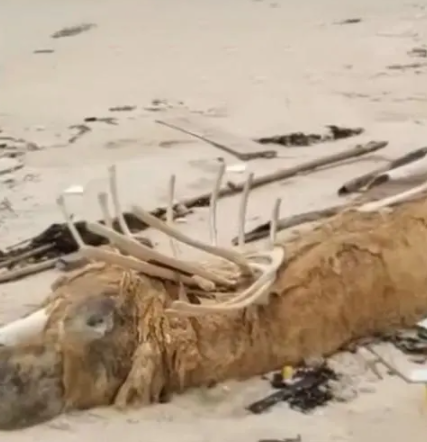 海边发现骨架两米尸体，已作无害化处理！