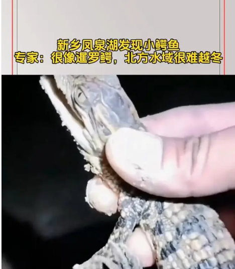 河南新乡凤泉湖惊现暹罗鳄幼体，专家呼吁公众冷静应对