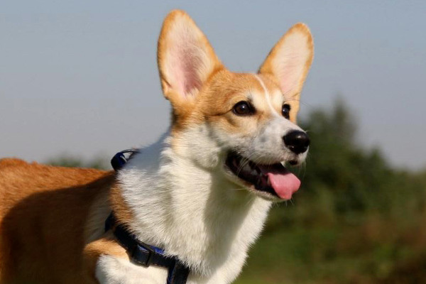 柯基犬多少钱一只？2025年最新价格指南与购买建议