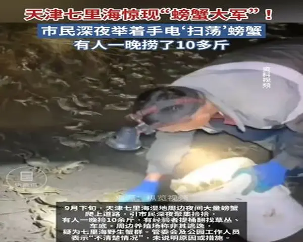 天津七里海现“螃蟹夜行” 有市民深夜捡蟹十来斤(图1)