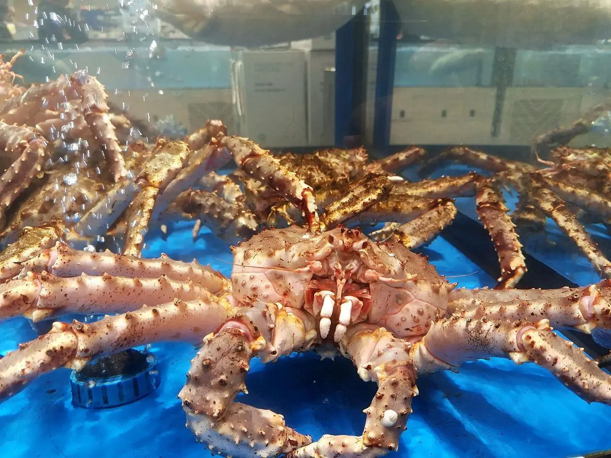 新疆帝王蟹进口额超亿元 相关贸易情况汇总