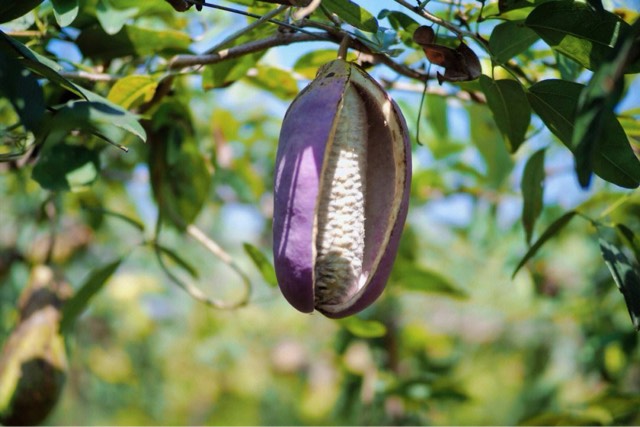 八月炸适合哪里种植？八月炸作用和功效是什么