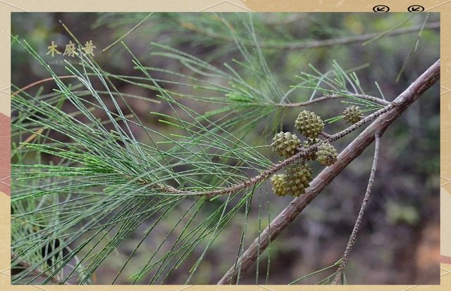木麻黄是一种什么类的植物?   木麻黄产自于哪里?