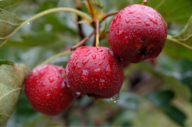 红山果是什么水果 红山果分布在哪里？