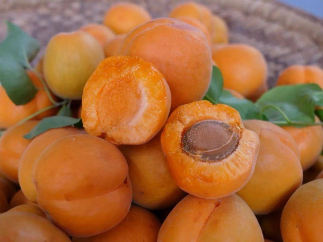 杏子几月成熟？杏子什么时候成熟？