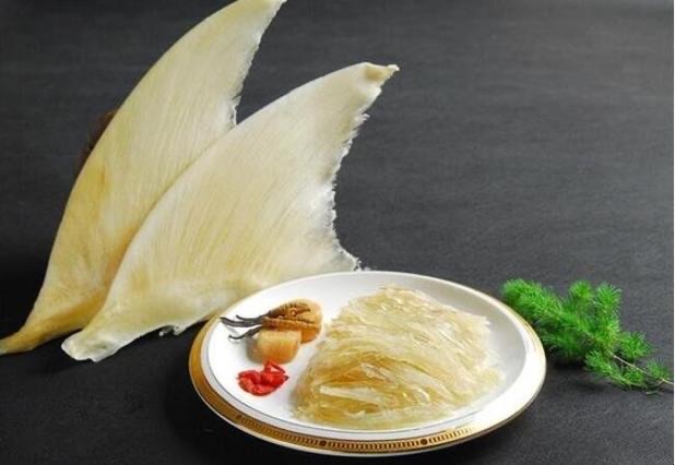 鱼翅是什么?鱼翅是鱼的哪部分?