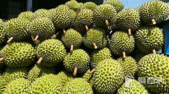 榴蓮怎么催熟？榴蓮催熟方法介紹