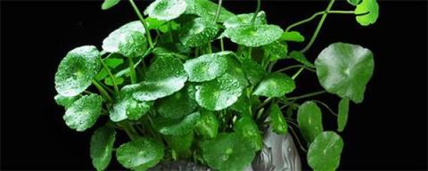 水培銅錢草的養(yǎng)殖方法和注意事項（銅錢草要怎么養(yǎng)才好）