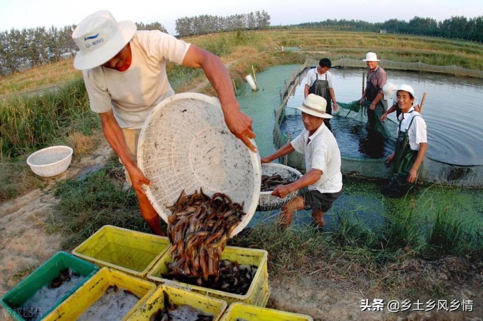 泥鰍養(yǎng)殖技術(shù)方法（泥鰍的病害防治）