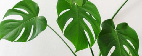 龜背竹的養(yǎng)殖方法和注意事項(xiàng)（龜背竹的養(yǎng)殖技巧）