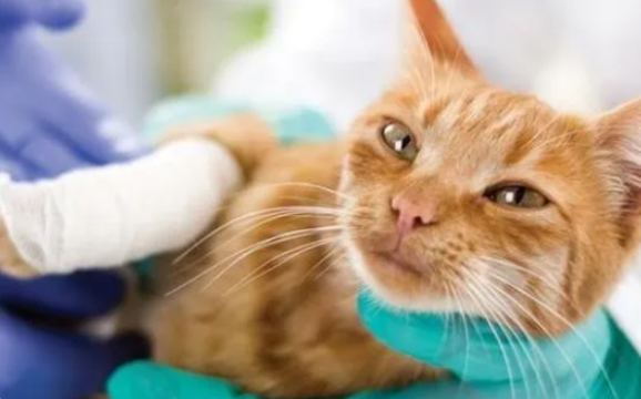 猫咪手术风险大揭秘：6大疾病与受伤如何避免麻醉风险？
