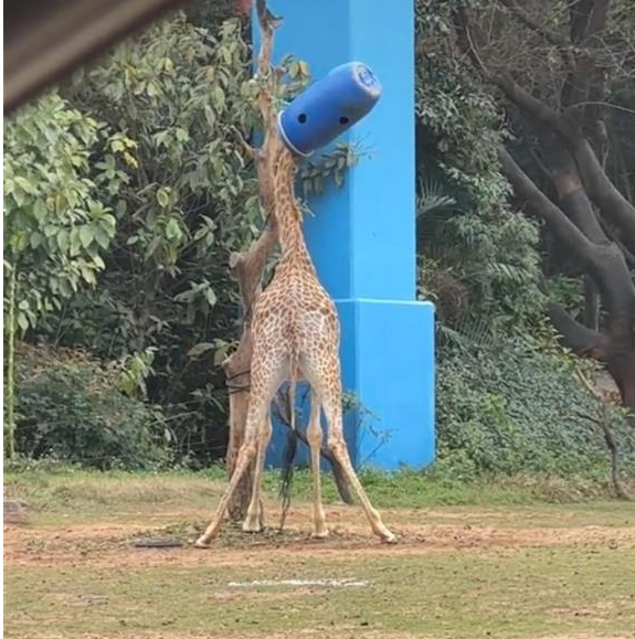 长隆野生动物世界回应长颈鹿被桶罩头